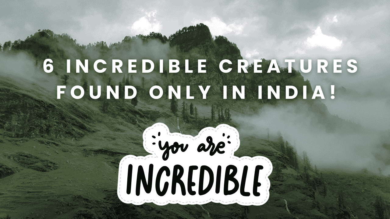 Read more about the article 6 Incredible Creatures Found Only in India!