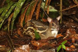 Indian Spotted Chevrotain
