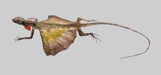 Flying Dragon Lizard