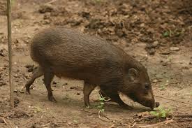 Pygmy Hogs