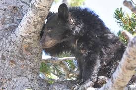 Sloth Bear