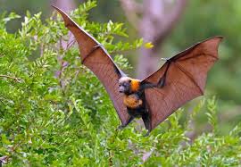 Indian Flying Fox
